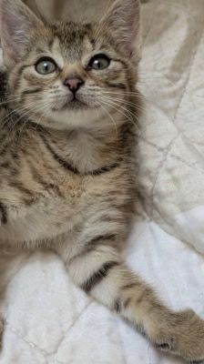 Lexy – Katze, Weibchen, Alter unbekannt, 39576 Stendal – Foto 7