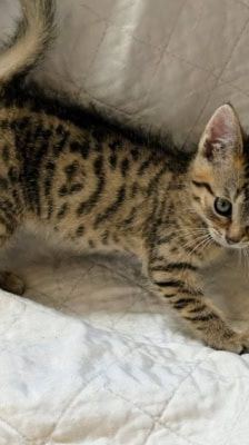 Lexy – Katze, Weibchen, Alter unbekannt, 39576 Stendal – Foto 8