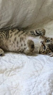 Lexy – Katze, Weibchen, Alter unbekannt, 39576 Stendal – Foto 9