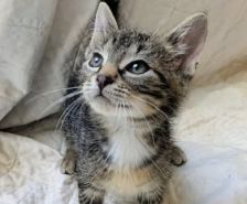 Lexy – Katze, Weibchen, Alter unbekannt, 39576 Stendal – Foto 10