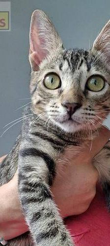 Thanjiro – Europäisch Kurzhaar, Männchen, 10 Monate, 65520 Bad Camberg – Foto 1