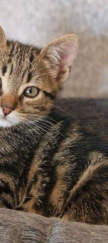 Thanjiro – Europäisch Kurzhaar, Männchen, 10 Monate, 65520 Bad Camberg – Foto 4