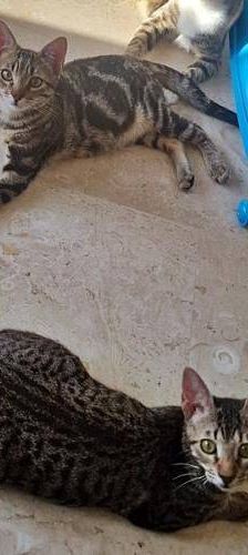Thanjiro – Europäisch Kurzhaar, Männchen, 10 Monate, 65520 Bad Camberg – Foto 5