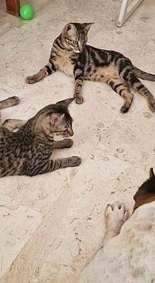Thanjiro – Europäisch Kurzhaar, Männchen, 10 Monate, 65520 Bad Camberg – Foto 6