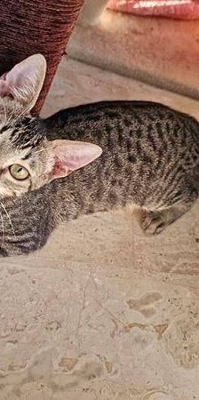 Thanjiro – Europäisch Kurzhaar, Männchen, 10 Monate, 65520 Bad Camberg – Foto 7