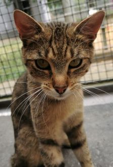 Buffi – EKH, Männchen, 1 Jahr, 97074 Würzburg – Foto 1