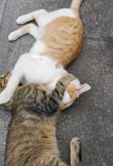 Buffi – EKH, Männchen, 1 Jahr, 97074 Würzburg – Foto 3
