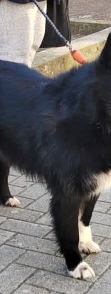 Lily – Mischling, Weibchen, 5 Jahre, Nordic Strays e.V. – Foto 1