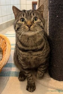 Charlie – EKH, Männchen, 4 Jahre, 97074 Würzburg – Foto 1