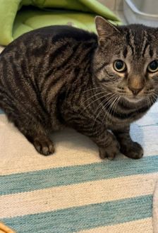 Charlie – EKH, Männchen, 4 Jahre, 97074 Würzburg – Foto 2