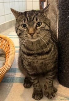 Charlie – EKH, Männchen, 4 Jahre, 97074 Würzburg – Foto 3