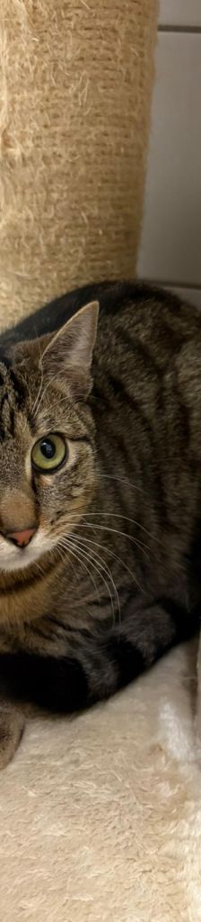 Granatapfel – EHK, Männchen, 2 Jahre, 37520 Osterode – Foto 2