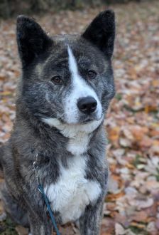 Lucy – Akita Inu, Weibchen, 6 Jahre, 97074 Würzburg – Foto 1