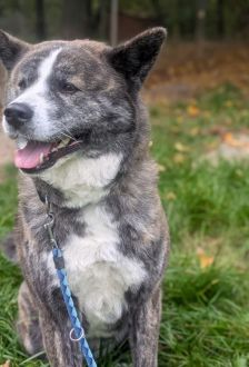 Lucy – Akita Inu, Weibchen, 6 Jahre, 97074 Würzburg – Foto 4
