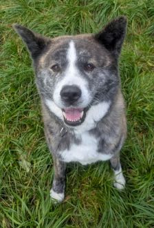 Lucy – Akita Inu, Weibchen, 6 Jahre, 97074 Würzburg – Foto 5