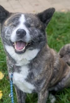 Lucy – Akita Inu, Weibchen, 6 Jahre, 97074 Würzburg – Foto 7