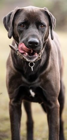 Blaze – Labrador-Ridgeback-Mix, Männchen, 4 Jahre 11 Monate, 70195 Stuttgart-Botnang – Foto 1