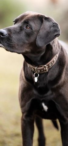 Blaze – Labrador-Ridgeback-Mix, Männchen, 4 Jahre 11 Monate, 70195 Stuttgart-Botnang – Foto 2