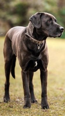 Blaze – Labrador-Ridgeback-Mix, Männchen, 4 Jahre 11 Monate, 70195 Stuttgart-Botnang – Foto 3