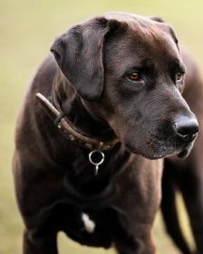 Blaze – Labrador-Ridgeback-Mix, Männchen, 4 Jahre 11 Monate, 70195 Stuttgart-Botnang – Foto 4