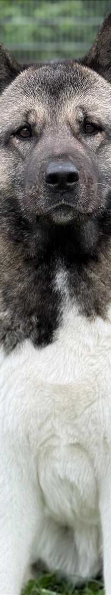 SKY – Akita, Weibchen, 5 Jahre, 81829 München – Foto 1