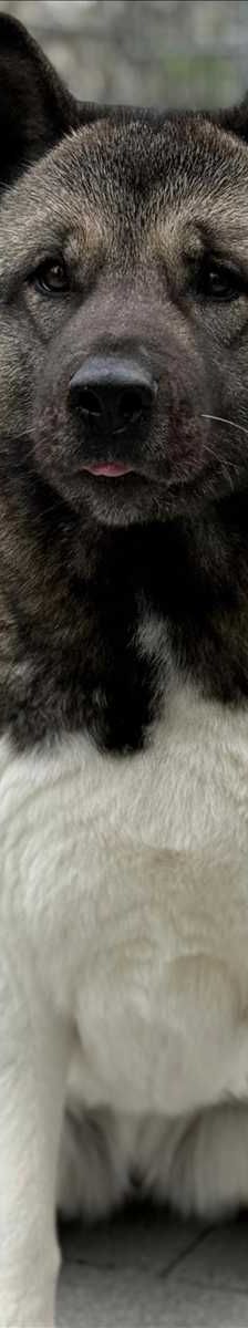 SKY – Akita, Weibchen, 5 Jahre, 81829 München – Foto 2
