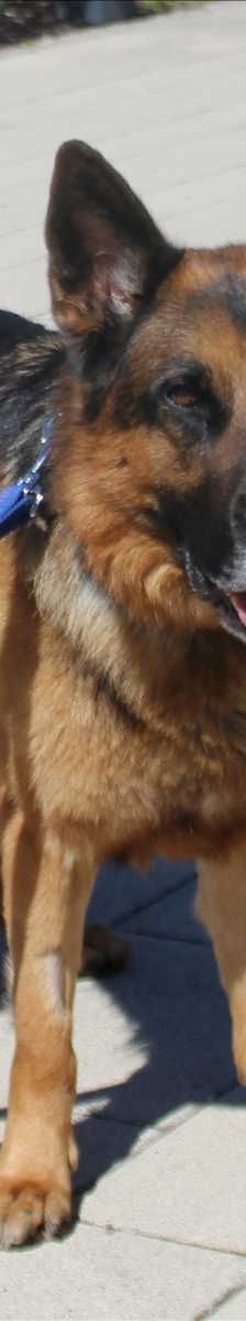 Milou – Schäferhund, Männchen, 2 Jahre, 81829 München – Foto 1