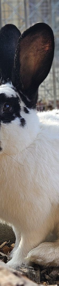 Motzi – Stallkaninchen, Weibchen, Alter unbekannt, 97525 Schwebheim – Foto 1