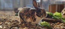 Motzi – Stallkaninchen, Weibchen, Alter unbekannt, 97525 Schwebheim – Foto 3