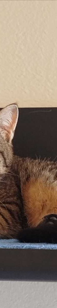 Mampfbert – Europäisch Kurzhaar, Männchen, 2 Jahre, 81829 München – Foto 1