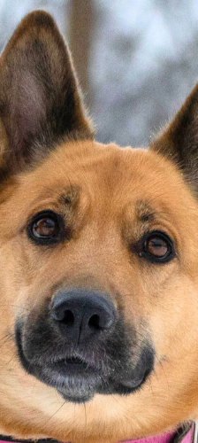 Mira – Schäferhund-Mix, Weibchen, 5 Jahre, 28357 Bremen – Foto 1