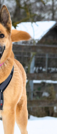 Mira – Schäferhund-Mix, Weibchen, 5 Jahre, 28357 Bremen – Foto 2