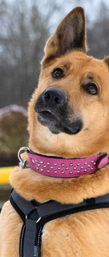 Mira – Schäferhund-Mix, Weibchen, 5 Jahre, 28357 Bremen – Foto 3