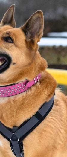 Mira – Schäferhund-Mix, Weibchen, 5 Jahre, 28357 Bremen – Foto 4