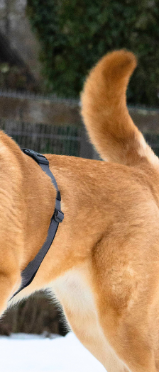 Mira – Schäferhund-Mix, Weibchen, 5 Jahre, 28357 Bremen – Foto 5