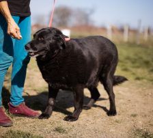 Neron – Mischling, Männchen, 4 Jahre 3 Monate, Nordic Strays e.V. – Foto 12