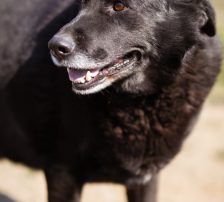 Neron – Mischling, Männchen, 4 Jahre 3 Monate, Nordic Strays e.V. – Foto 13