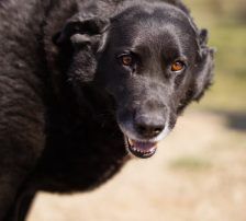 Neron – Mischling, Männchen, 4 Jahre 3 Monate, Nordic Strays e.V. – Foto 14