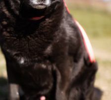 Neron – Mischling, Männchen, 4 Jahre 3 Monate, Nordic Strays e.V. – Foto 16