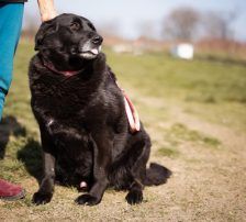 Neron – Mischling, Männchen, 4 Jahre 3 Monate, Nordic Strays e.V. – Foto 18