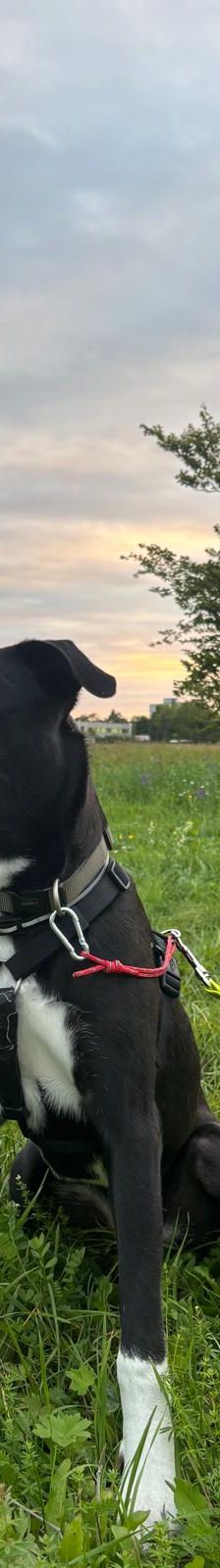 Neron – Mischling, Männchen, 4 Jahre 3 Monate, Nordic Strays e.V. – Foto 5