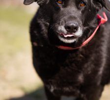 Neron – Mischling, Männchen, 4 Jahre 3 Monate, Nordic Strays e.V. – Foto 6