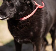 Neron – Mischling, Männchen, 4 Jahre 3 Monate, Nordic Strays e.V. – Foto 7