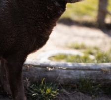 Neron – Mischling, Männchen, 4 Jahre 3 Monate, Nordic Strays e.V. – Foto 8