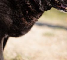Neron – Mischling, Männchen, 4 Jahre 3 Monate, Nordic Strays e.V. – Foto 9