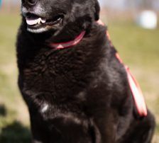 Neron – Mischling, Männchen, 4 Jahre 3 Monate, Nordic Strays e.V. – Foto 10