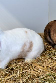 Suse – Löwenkopfmix-Zwergkaninchen, Weibchen, Alter unbekannt, 90537 Feucht – Foto 4