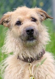 Merlin – Schnauzer-Schäferhund-Mix, Männchen, 10 Jahre 7 Monate, 70195 Stuttgart-Botnang – Foto 1