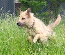 Merlin – Schnauzer-Schäferhund-Mix, Männchen, 10 Jahre 7 Monate, 70195 Stuttgart-Botnang – Foto 2
