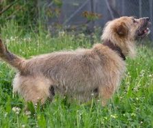 Merlin – Schnauzer-Schäferhund-Mix, Männchen, 10 Jahre 7 Monate, 70195 Stuttgart-Botnang – Foto 4